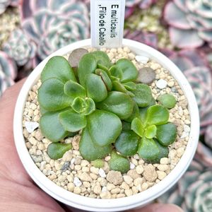 成長記録 ムルティカウリス,エケベリア ムルティカウリス,エケベリア ムルティカウリス フィリオ·デ·カバリョ,神奈川タニラー,多肉男子の画像