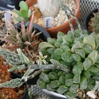 コノフィツム,ハオルチア,ベランダの画像