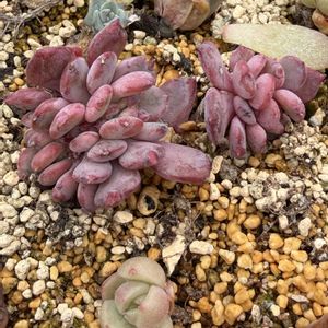 綴化,多肉植物,葉挿し,エケベリア属の画像