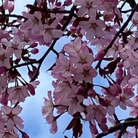 スイセン,チューリップ,おきな草,さくら サクラ 桜,たつた草の画像