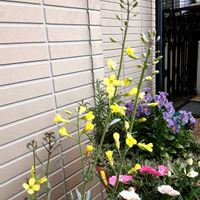 ハボタン,鉢植え,玄関アプローチの画像