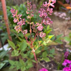 ガーデニング,成長記録,今日の一枚,花のある暮らし,庭に咲く花の画像