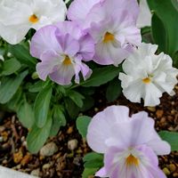 アリッサム,フリル咲きパンジー,鉢植え,癒し,花のある暮らしの画像