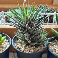 ハオルチア,十二の巻,硬葉系ハオルチア,多肉植物,鉢植えの画像