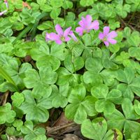 ムラサキカタバミの画像