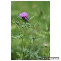 アザミ,アザミ,元気をありがとう٩( ᐛ )و,山野草,可愛い花の画像