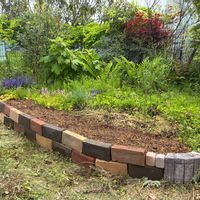 地植え,太陽大好き,植物大好き,いなかの庭,家庭菜園の画像