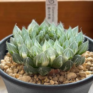 ハオルチア,菊の雫錦,多肉植物,鉢植え,ハオルチア属の画像