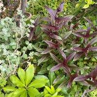 ジンチョウゲ,チェリーセージ,ツツジ,ペンステモン,ヘリクサムの画像