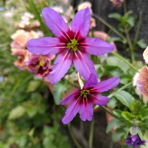 キッチンの画像