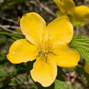 ヤマブキ,山吹,雑草,山野草,野草の画像