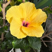 ハイビスカス,はいびすかす,花のある暮らし,今日のお花,お顔がこんにちはの画像