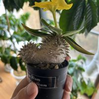 パキポディウム,パキポディウム ・エニグマチカム,寝室の画像