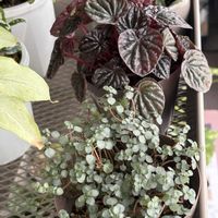 ペペロミア,ピレア グラウカ,ピレア,ペペロミア カペラータ,ペペロミア ナポリナイツの画像