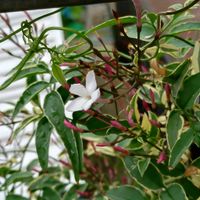 ハゴロモジャスミン,ハゴロモジャスミン,ミルキーウェイ,羽衣ジャスミン,ハゴロモジャスミン ミルキーウェイの画像