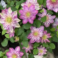 クレマチス,ブルーデージー,パンジー,パンジー,ビオラの画像