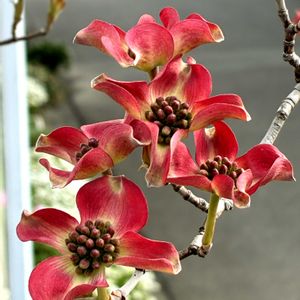 ハナミズキ,ハナミズキ,公園,花壇,ガーデニングの画像