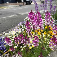 リナリアの画像