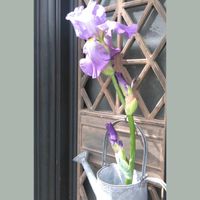 アヤメ,アヤメ,アヤメ,ガザニア,ガザニアの画像