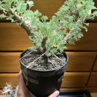 モンソニア へレー,観葉植物,珍奇植物,寝室の画像