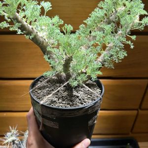 モンソニア へレー,観葉植物,珍奇植物,寝室の画像