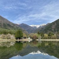 サクラ,スイセン,スイセン,ヤマブキ,しだれ桜の画像