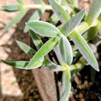 ギンゾロエ,クラッスラ属 ギンゾロエ,多肉植物,クラッスラ属,花のある暮らしの画像