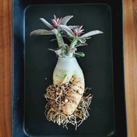 アデニウム,アデニウム,植え替え,塊根植物,実生の画像