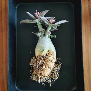 アデニウム,アデニウム,植え替え,塊根植物,実生の画像