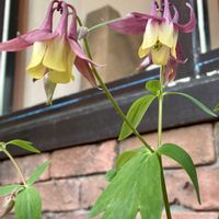 オダマキ,カンアオイ,カンアオイ,わらび,わらびの画像