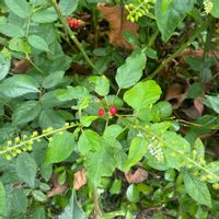 ジュズサンゴの画像