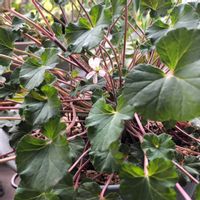 ペラルゴニウム,ペラルゴニウム オーストレール,ベランダガーデニング,ベランダの画像