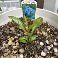 ルリマツリ,花のある暮らし,庭の画像