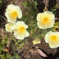 ポーチュラカの画像