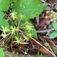 ダイモンジソウの画像