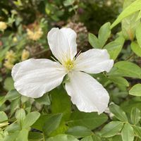 クレマチス モンタナ,地植え,開花,緑が好きの画像