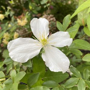 クレマチス モンタナ,地植え,開花,緑が好きの画像