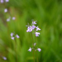 シラー,シラー,マツバウンラン,可愛い〜♡,花のある暮らしの画像
