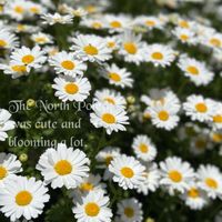 ノースポール,お散歩,かわいい♡,季節のお花,小田原城近くの画像