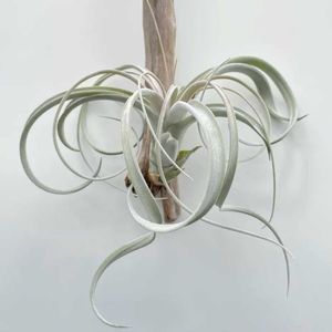 チランジア,クラウニンググローリー,チランジア属,着生植物,エアープランツ/チランジアの画像