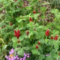 モモイロタンポポ,モモイロタンポポ,ラナンキュラス,ラナンキュラス,ルピナスの画像