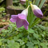 フリージアの画像