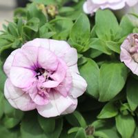 ペチュニア,八重咲きペチュニア,八重咲きペチュニア,鉢植え,初心者の画像