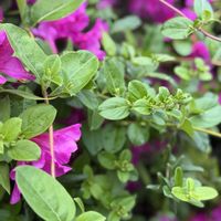 スイカズラ,ハニーサックル,テイカカズラ,かわいいな♡,花のある暮らしの画像