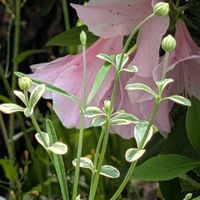 オリーブ,ブルーデージー,ツゲ,祈る震災復興,花のある暮らしの画像