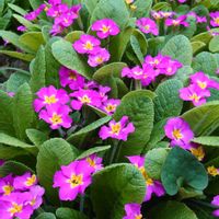 プリムラ,プリムラの画像