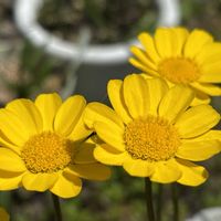 カランコエ,八重咲きカランコエ,クリサンセマム ムルチコーレ,バラ咲きカランコエ　ロザリナ,花のある暮らしの画像