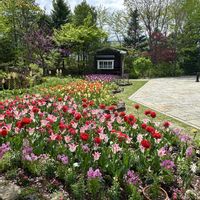 チューリップ,リナリアの画像