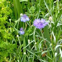 ヤグルマギクの画像