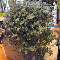 ピレア グラウカの画像